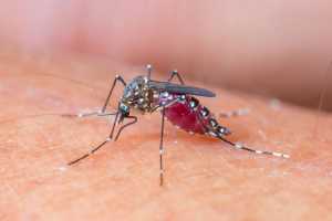 Mosquito