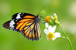 40725911 - closeup butterfly on flower (common tiger butterfly)
