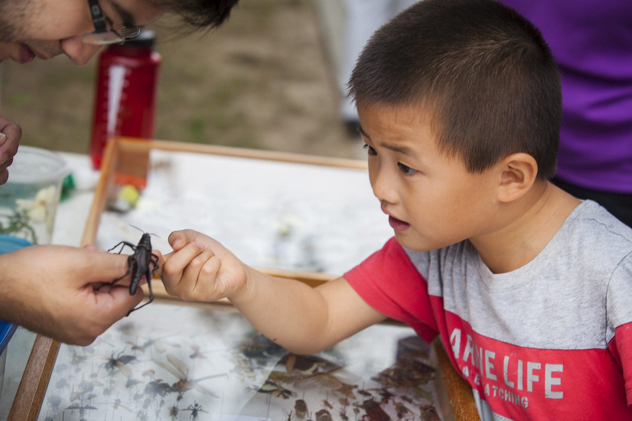 Be a WILD educator and teach kids the joys of nature