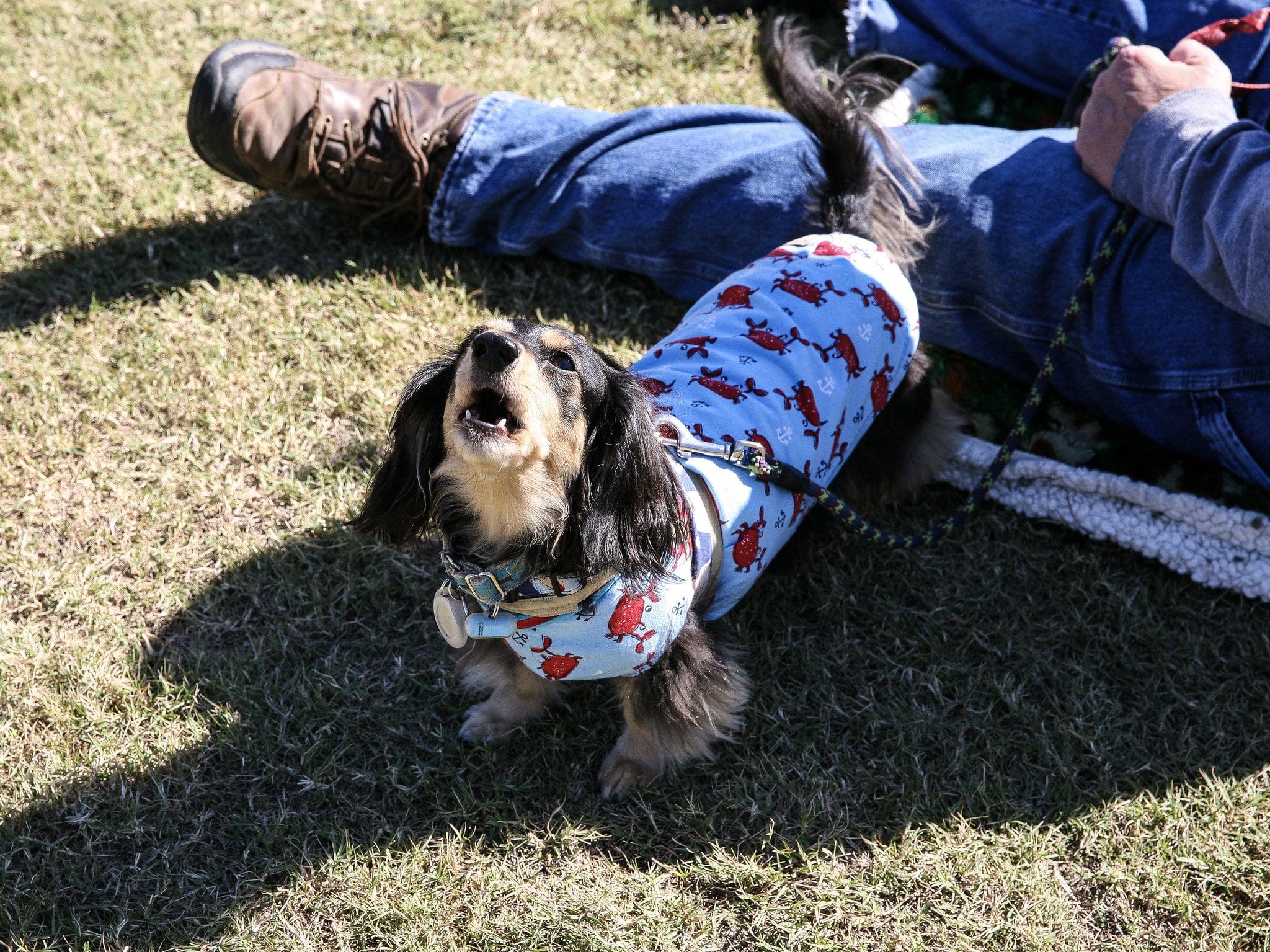 Bring your pet to Wolf Pen Creek on March 26 for Pups and Popcorn Movie Night