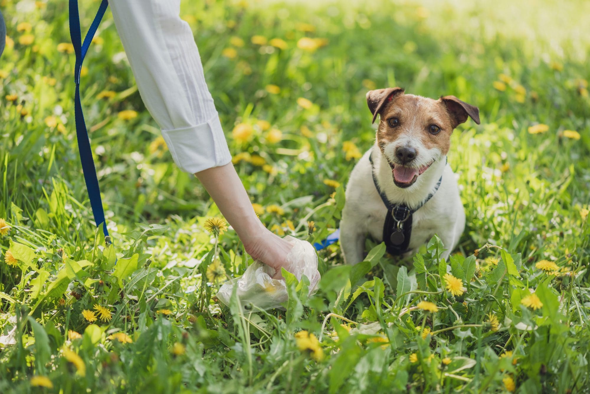 Help keep College Station safe and clean – always Scoop the Poop when walking your pet