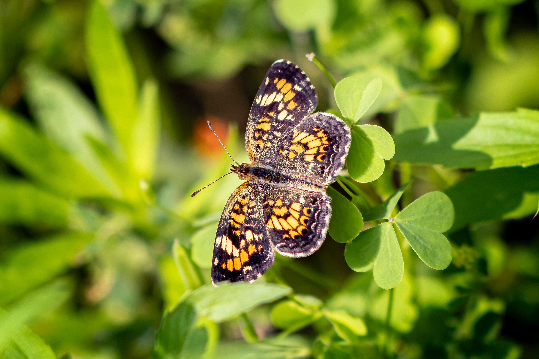 A patterned butterfly spreads its wings across fresh green foliage, soaking in the morning light.