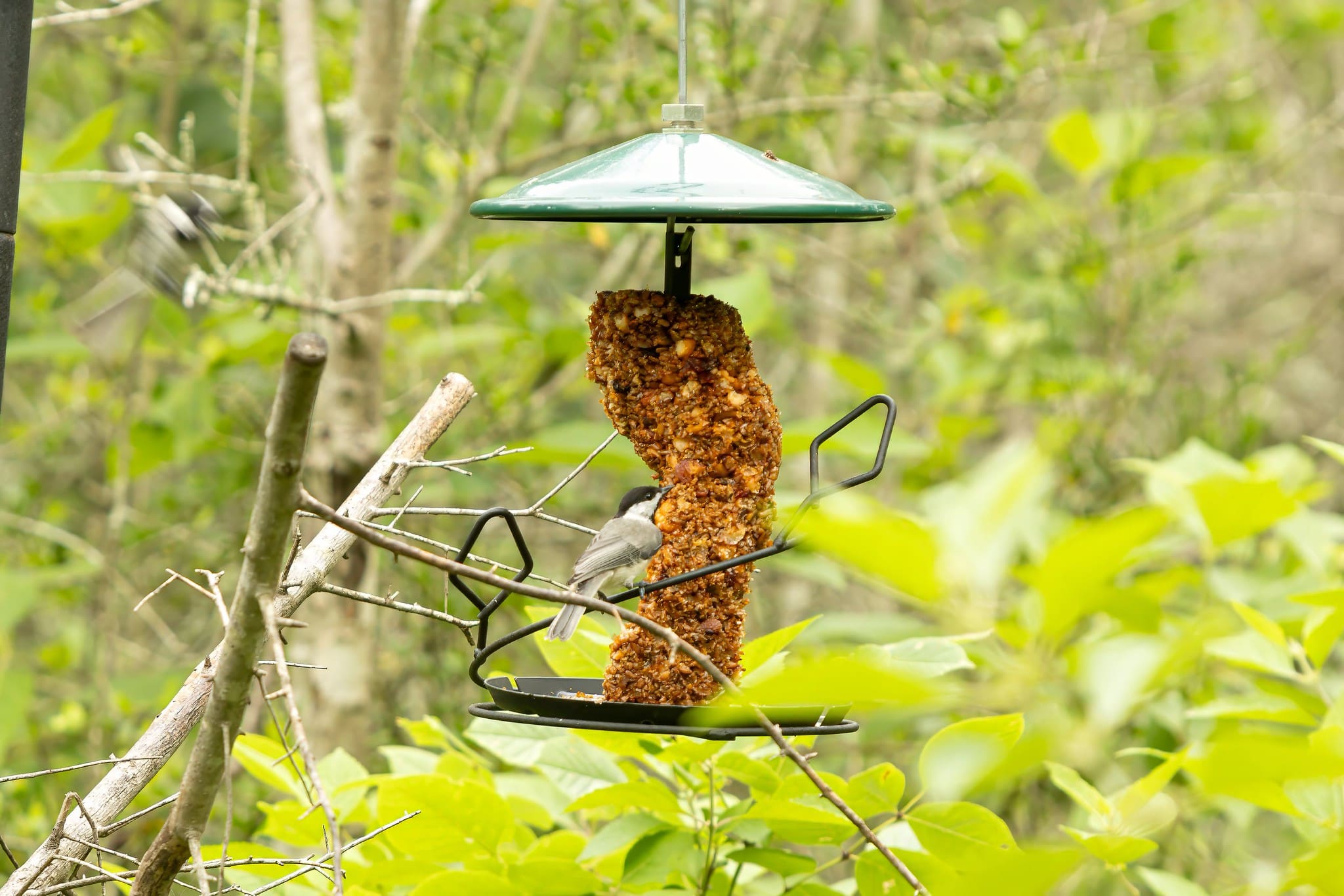A small bird perches on a feeder tucked within dense spring foliage, enjoying a quiet woodland snack.