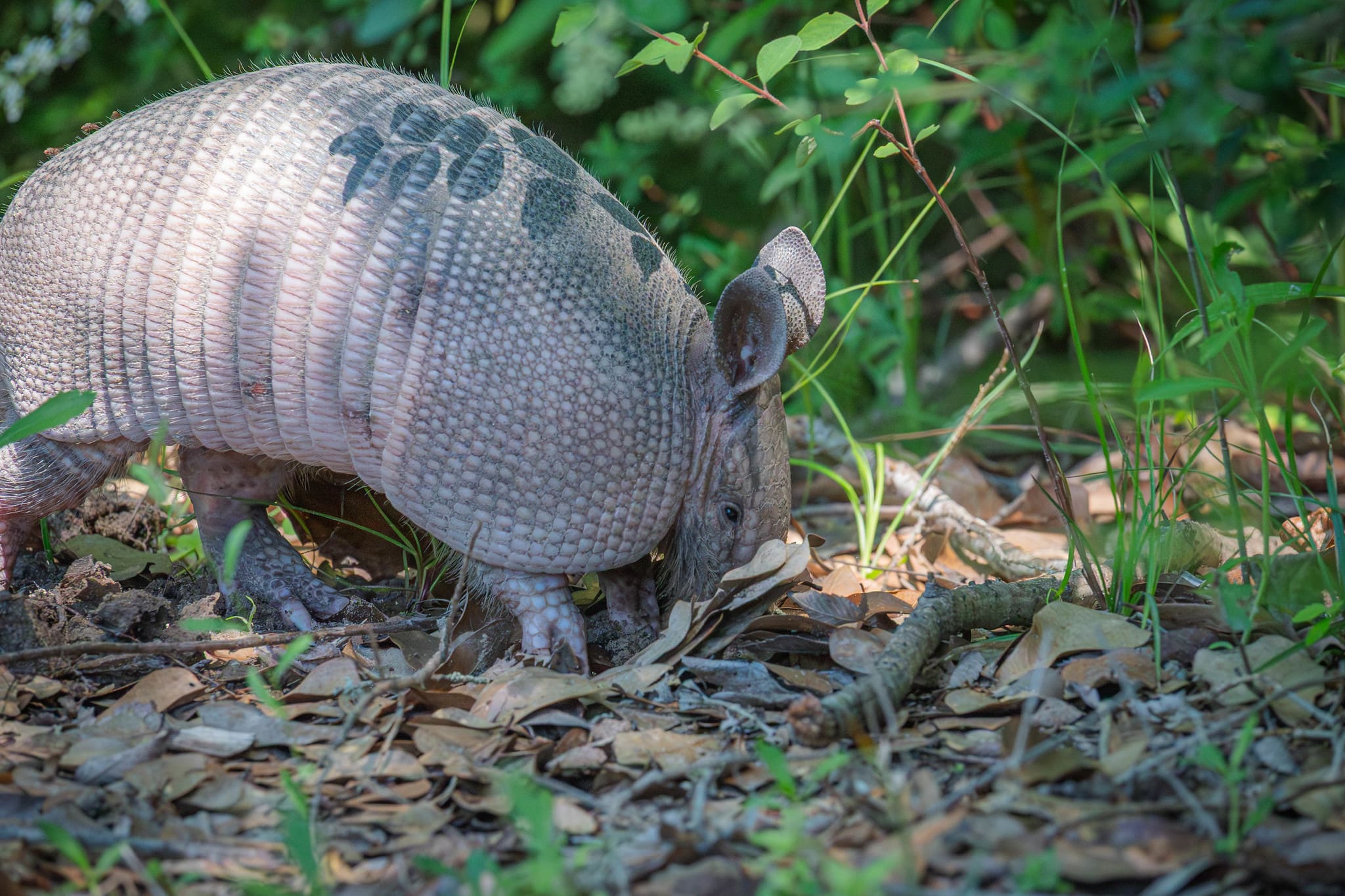 An armadillo explores the forest floor in one of College Station’s natural areas.