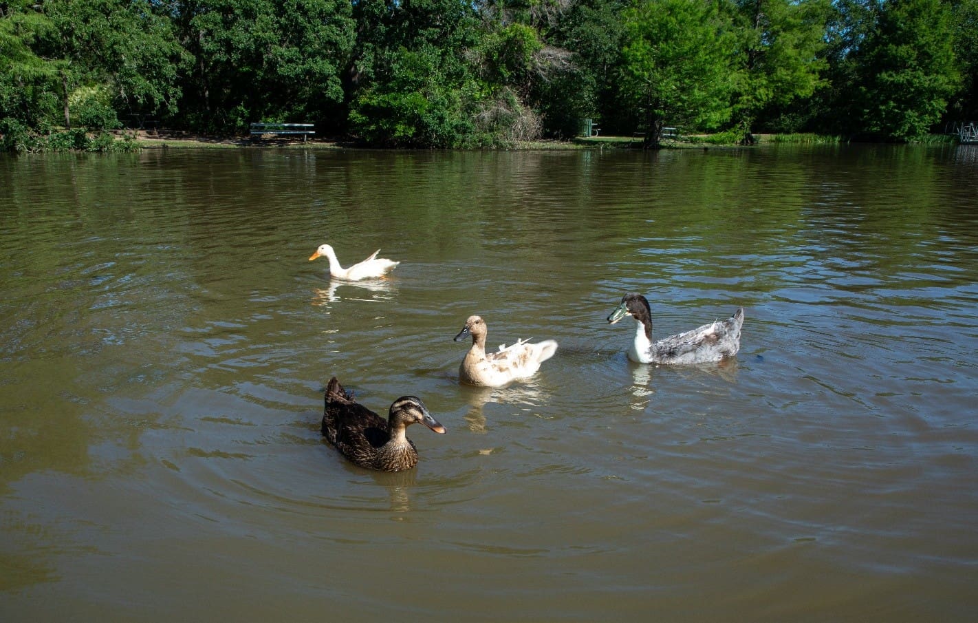A small group of ducks glides across the pond at Stephen C. Beachy Central Park, ripples trailing behind them in the warm afternoon light.