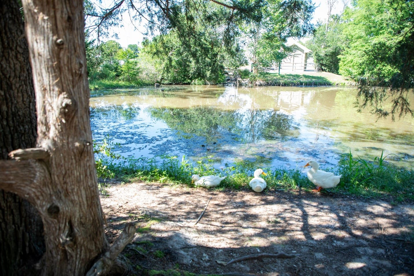 Three ducks rest in the dappled shade along the pond’s edge, soaking in the stillness of the pond at Stephen C. Beachy Central Park.
