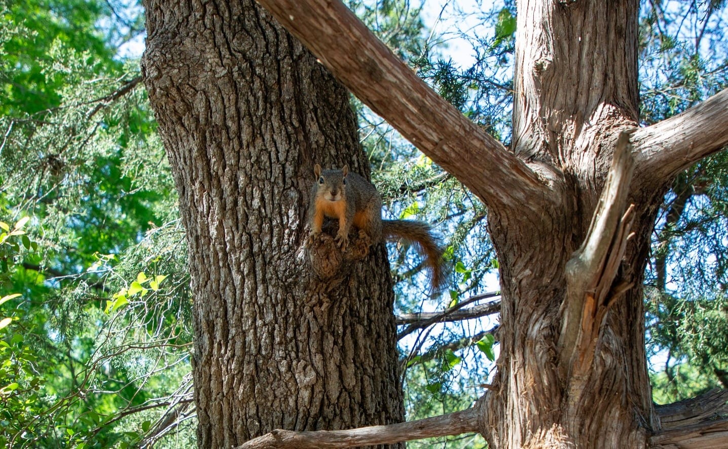 A squirrel perched confidently on a tree trunk watches the surroundings with alert curiosity.